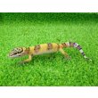 画像5: 美！　ハイイエロー（ヒョウモントカゲモドキ）　約１０cm　１ (5)