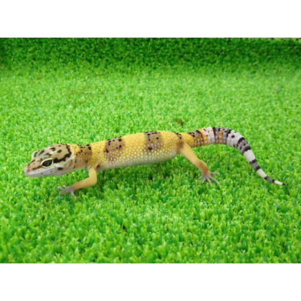 画像5: 美！　ハイイエロー（ヒョウモントカゲモドキ）　約１０cm　１ (5)