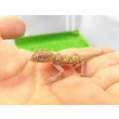 画像1: 美！　エレガンスボウユビヤモリ　約６cm♀　２ (1)
