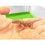 画像: 美！　エレガンスボウユビヤモリ　約６cm♀　２