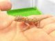 画像: 美！　エレガンスボウユビヤモリ　約６cm♀　２
