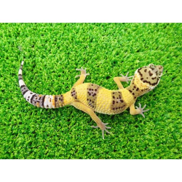 画像4: 美！　ハイイエロー（ヒョウモントカゲモドキ）　約１０cm　１ (4)