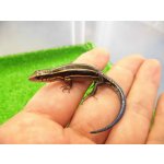 画像: 美！　ニホントカゲ（幼体）　約８cm　１