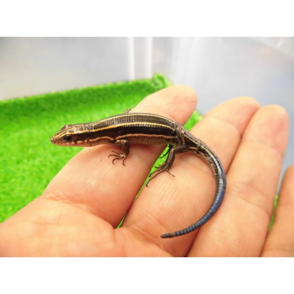画像1: 美！　ニホントカゲ（幼体）　約８cm　１ (1)