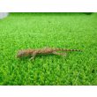 画像4: 美！　エレガンスボウユビヤモリ　約６cm♀　２ (4)