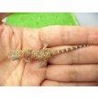 画像5: 美！　エレガンスボウユビヤモリ　約６cm♀　２ (5)