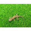 画像4: 美！　エレガンスボウユビヤモリ　約６cm♂　１ (4)