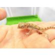 画像1: 美！　エレガンスボウユビヤモリ　約６cm♂　１ (1)