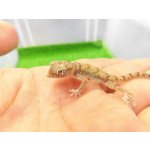 画像: 美！　エレガンスボウユビヤモリ　約６cm♂　１