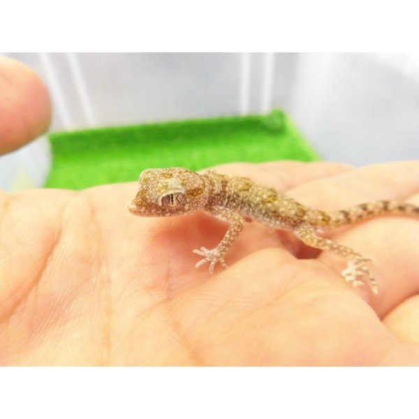 画像1: 美！　エレガンスボウユビヤモリ　約６cm♂　１ (1)
