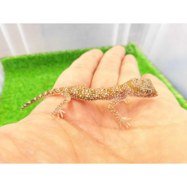 画像2: 美！　エレガンスボウユビヤモリ　約６cm♀　２ (2)
