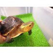 画像5: 美！　セマルハコガメ　　約１５.５cm♀　A (5)