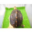 画像1: 美！　セマルハコガメ　　約１５.５cm♀　A (1)