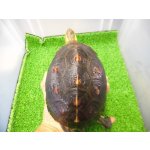 画像: 美！　セマルハコガメ　　約１５.５cm♀　A