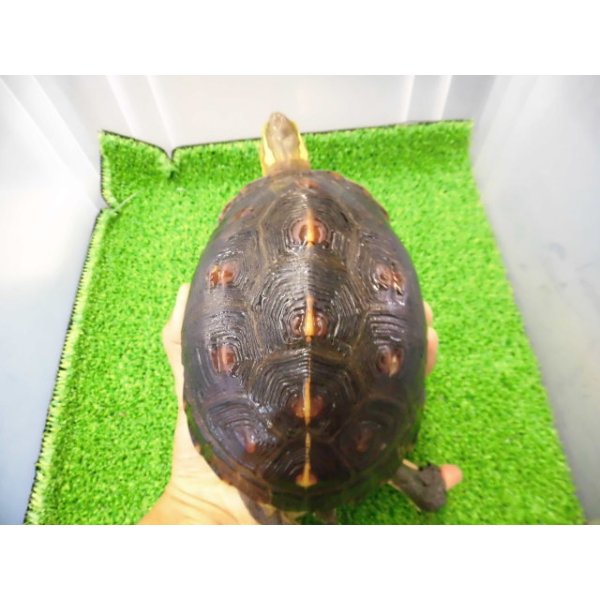 画像1: 美！　セマルハコガメ　　約１５.５cm♀　A (1)