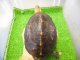 画像: 美！　特大セマルハコガメ　　約１５.５cm♀　A