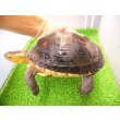 画像4: 美！　セマルハコガメ　　約１５.５cm♀　A (4)