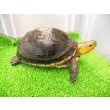 画像7: 美！　セマルハコガメ　　約１５.５cm♀　A (7)