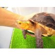 画像9: 美！　セマルハコガメ　　約１５.５cm♀　A (9)