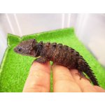画像: 美！　モトイカブトトカゲ　約１４cm　１