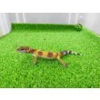 画像5: 美！　ハイポタンジェリン（ヒョウモントカゲモドキ）　約１０cm　１ (5)