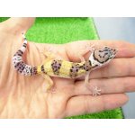 画像: 美！　ハイイエロー（ヒョウモントカゲモドキ）　約１０cm　１