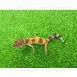 画像4: 美！　ハイポタンジェリン（ヒョウモントカゲモドキ）　約１０cm　１ (4)