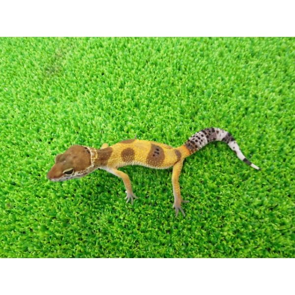 画像4: 美！　ハイポタンジェリン（ヒョウモントカゲモドキ）　約１０cm　１ (4)