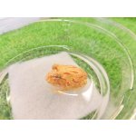 画像: 美！　クランウェルツノガエル（アプリコット）　約３cm　１