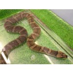 画像: 美！　ヒロクチミズヘビ　約６０cm　１