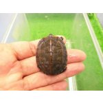 画像: 美！　クサガメ　約４cm　
