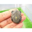 画像5: 美！　ノーザンダイヤモンドバックテラピン　約３.５ｃｍ　１ (5)