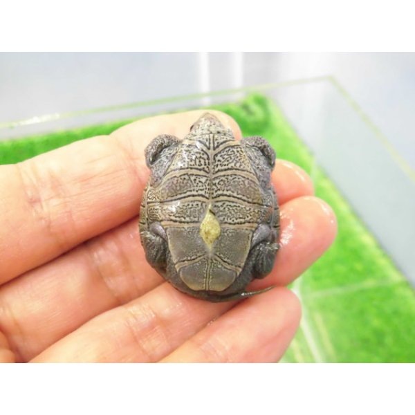 画像5: 美！　ノーザンダイヤモンドバックテラピン　約３.５ｃｍ　１ (5)