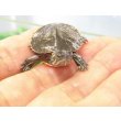 画像5: 美！　セイブニシキガメ　約２.５cm　１ (5)