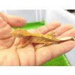 画像1: 美！　クレステッドゲッコー（ピンストライプ）　約９cm １ (1)