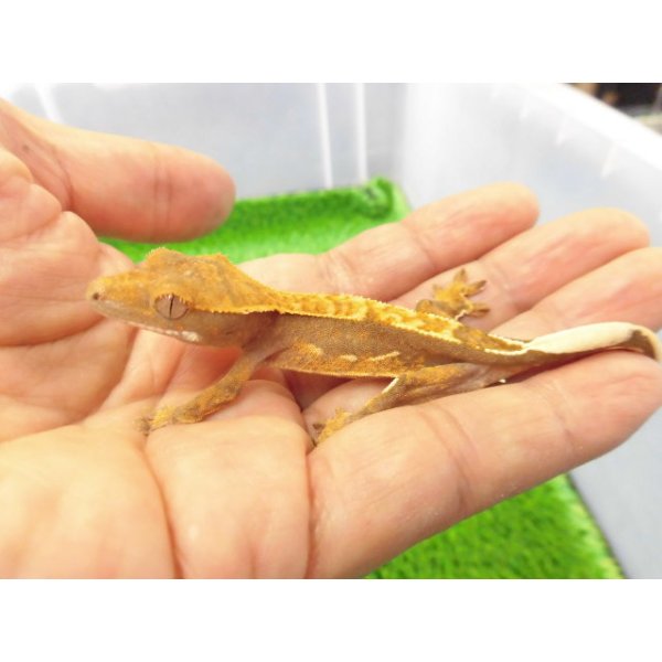 画像1: 美！　クレステッドゲッコー（ピンストライプ）　約９cm １ (1)