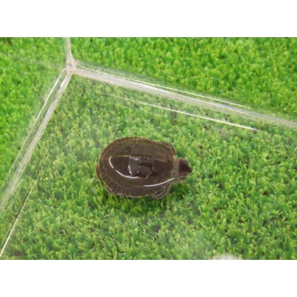 画像5: 美！　セイブニシキガメ　約２.５cm　２ (5)