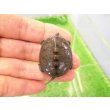 画像1: 美！　ノーザンダイヤモンドバックテラピン　約３.５ｃｍ　１ (1)