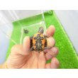 画像3: 美！　セイブニシキガメ　約２.５cm　１ (3)