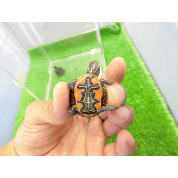 画像3: 美！　セイブニシキガメ　約２.５cm　１ (3)