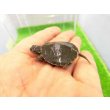 画像2: 美！　セイブニシキガメ　約２.５cm　１ (2)