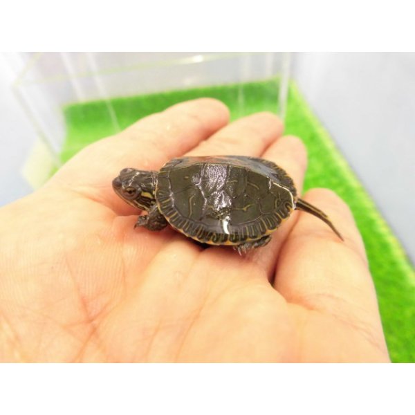 画像2: 美！　セイブニシキガメ　約２.５cm　１ (2)