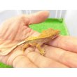 画像4: 美！　クレステッドゲッコー（ピンストライプ）　約９cm １ (4)