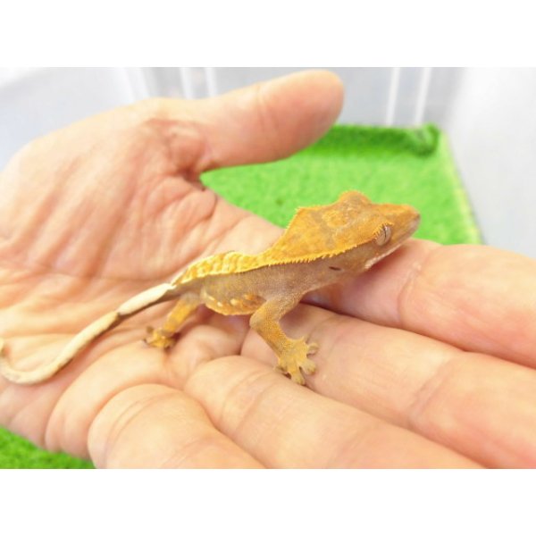 画像4: 美！　クレステッドゲッコー（ピンストライプ）　約９cm １ (4)