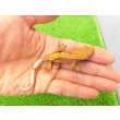 画像3: 美！　クレステッドゲッコー（ピンストライプ）　約９cm １ (3)