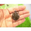 画像1: 美！　セイブニシキガメ　約２.５cm　１ (1)