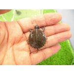 画像: 美！　セイブニシキガメ　約２.５cm　１