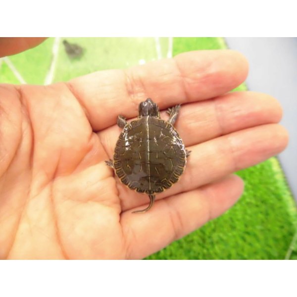 画像1: 美！　セイブニシキガメ　約２.５cm　１ (1)