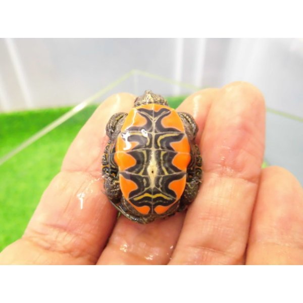 画像4: 美！　セイブニシキガメ　約２.５cm　２ (4)