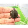 画像1: 美！　セイブニシキガメ　約２.５cm　２ (1)